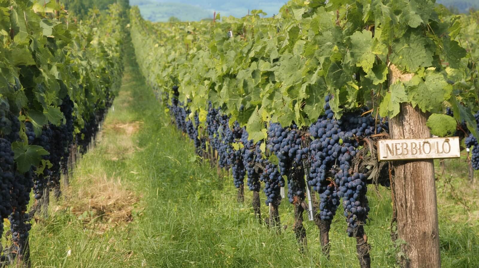Comment le Nebbiolo pousse dans les Langhe