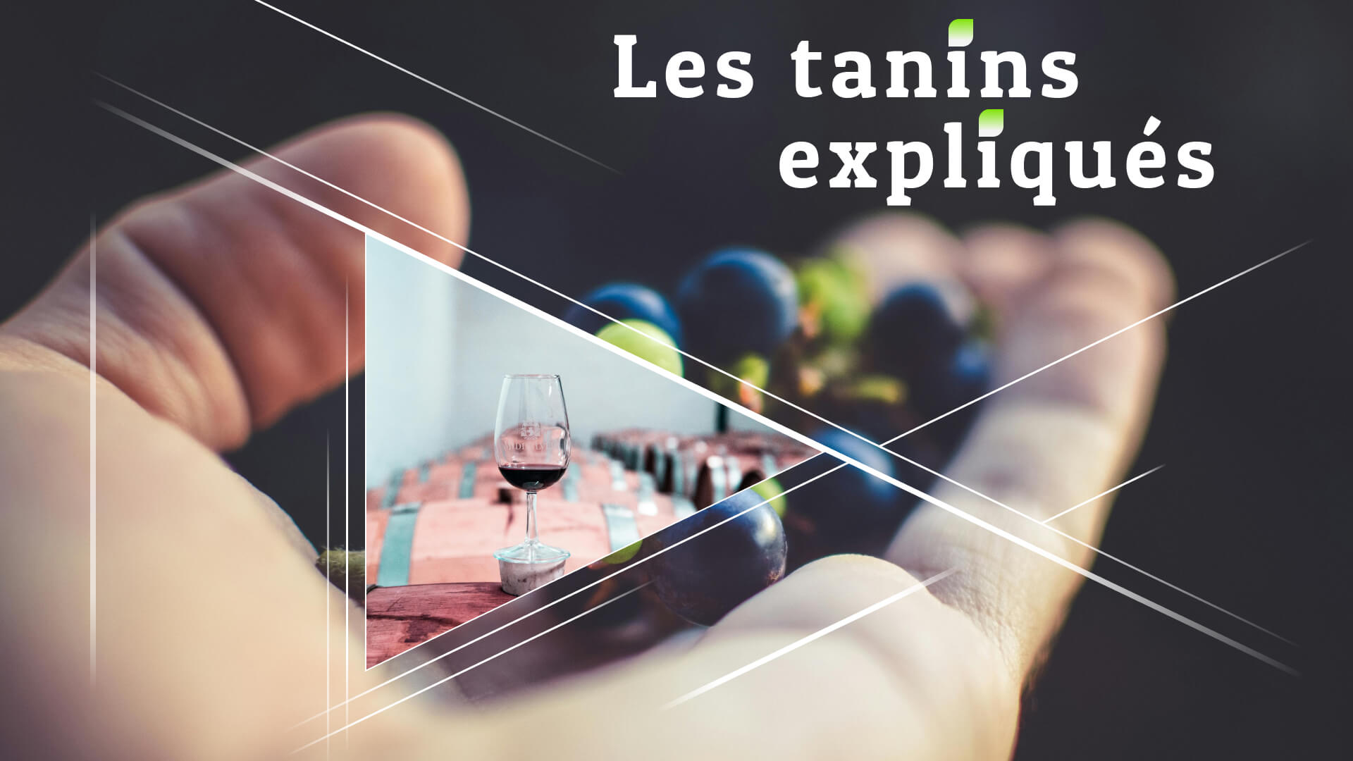 Les tanins expliqués : Comment ils affectent votre vin
